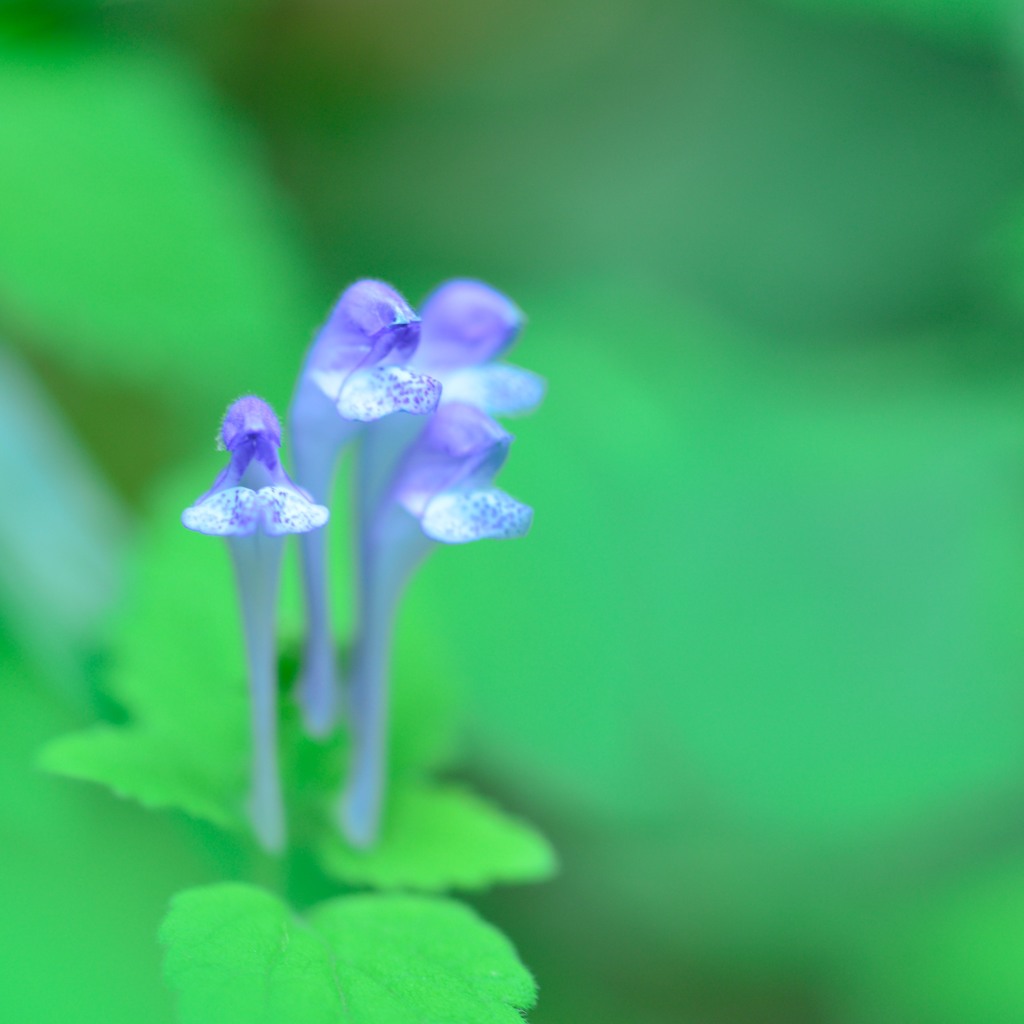 Chorus
