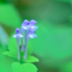 Chorus