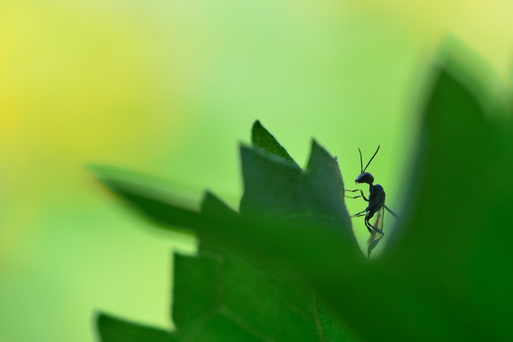 chimera ant