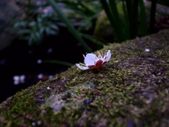岩の花