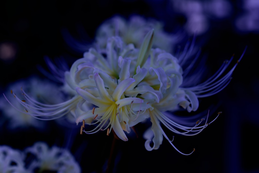蒼竜