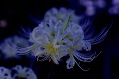 蒼竜