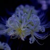 蒼竜