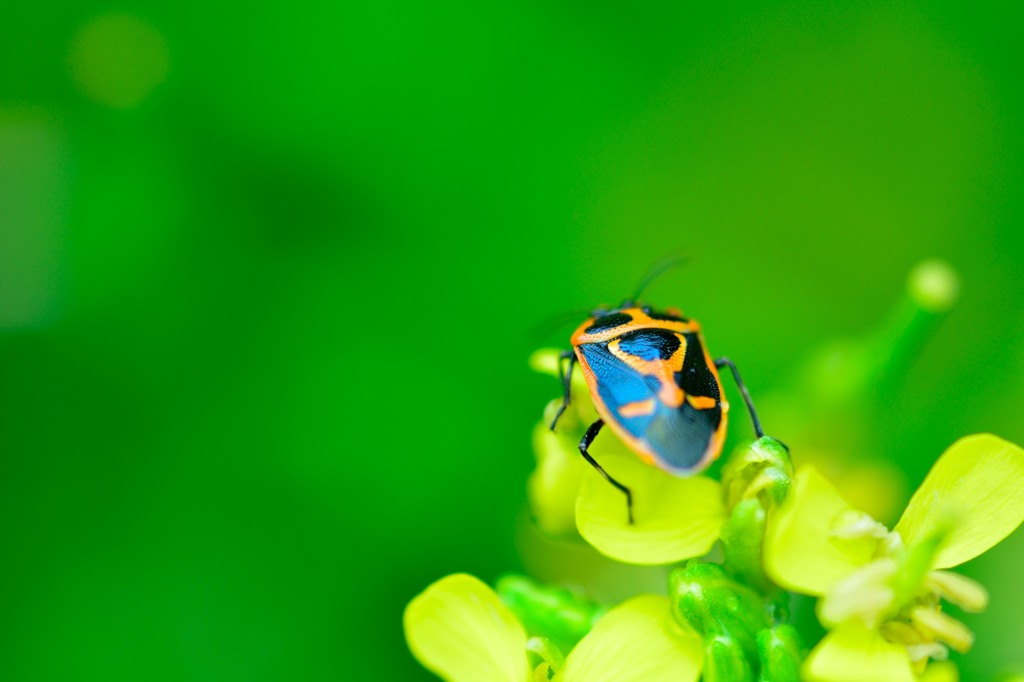 Bulls bug