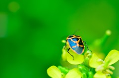 Bulls bug