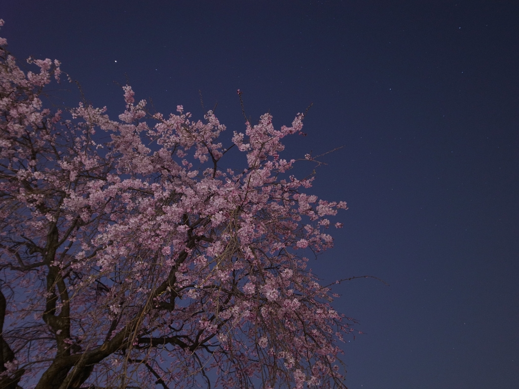 夜桜