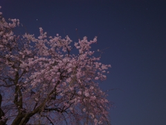 夜桜