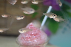 氷イチゴ
