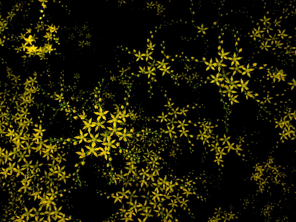 stars