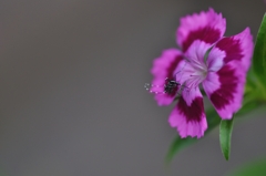 藪蚊は花の蜜も好き？