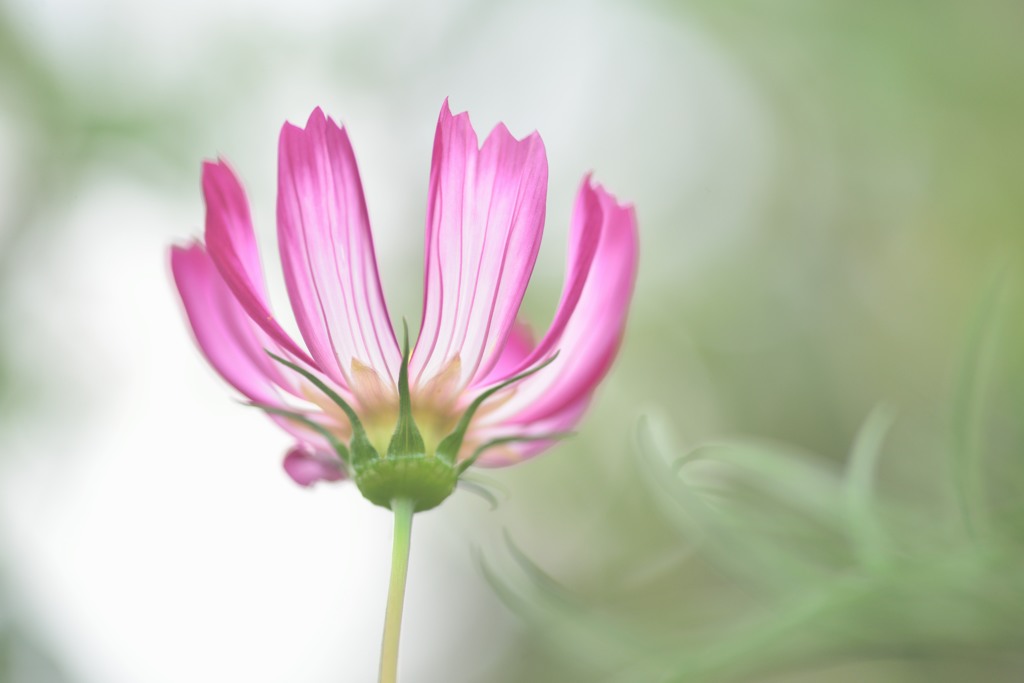 秋桜