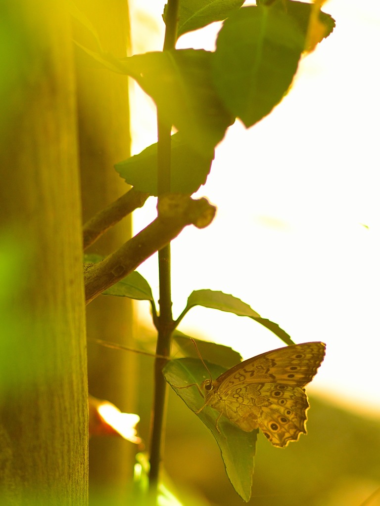 Golden Slumbers