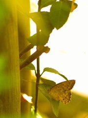 Golden Slumbers