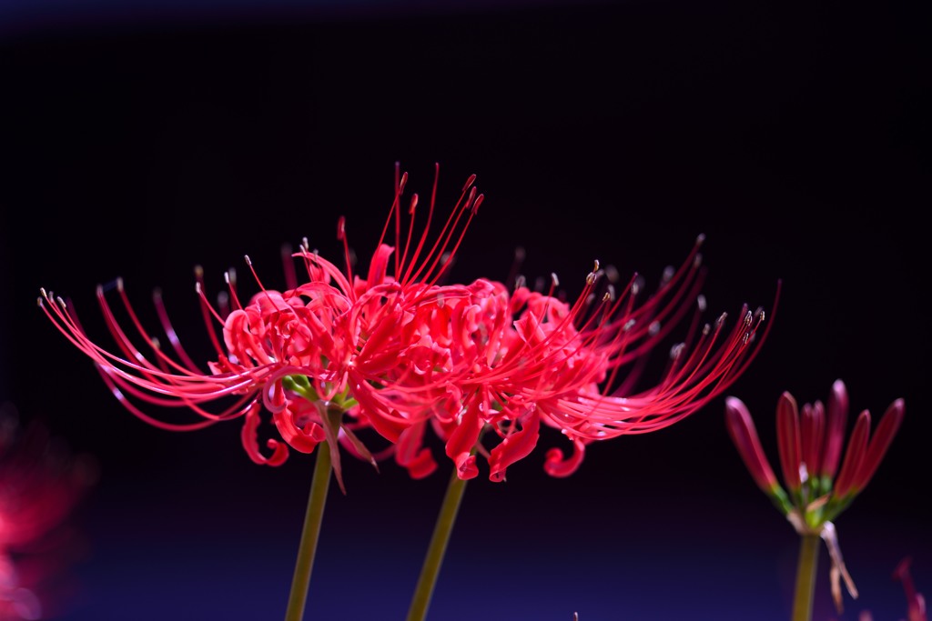 曼珠沙華
