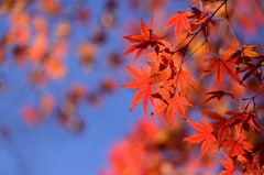 青い空が好き_1
