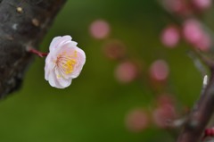 もうすぐ春ですね