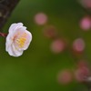 もうすぐ春ですね