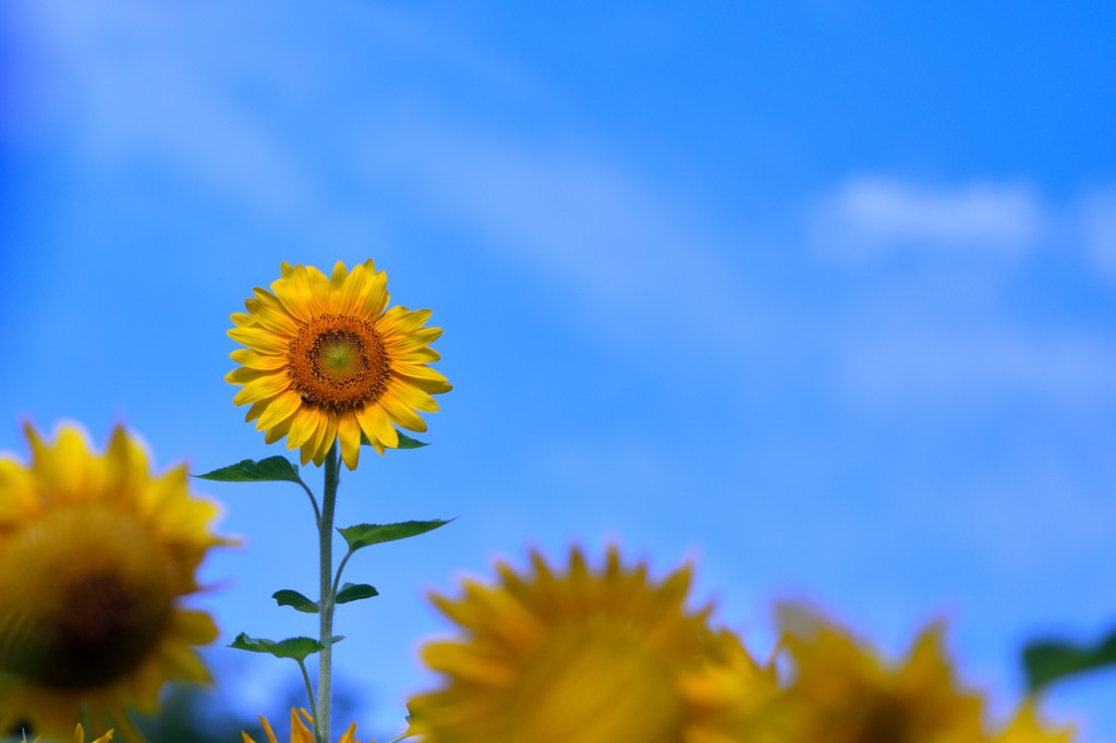 sunflower
