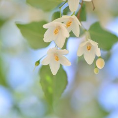 甘い香り