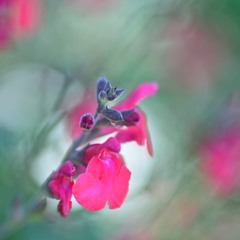 羽虫