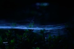 世界を分ける