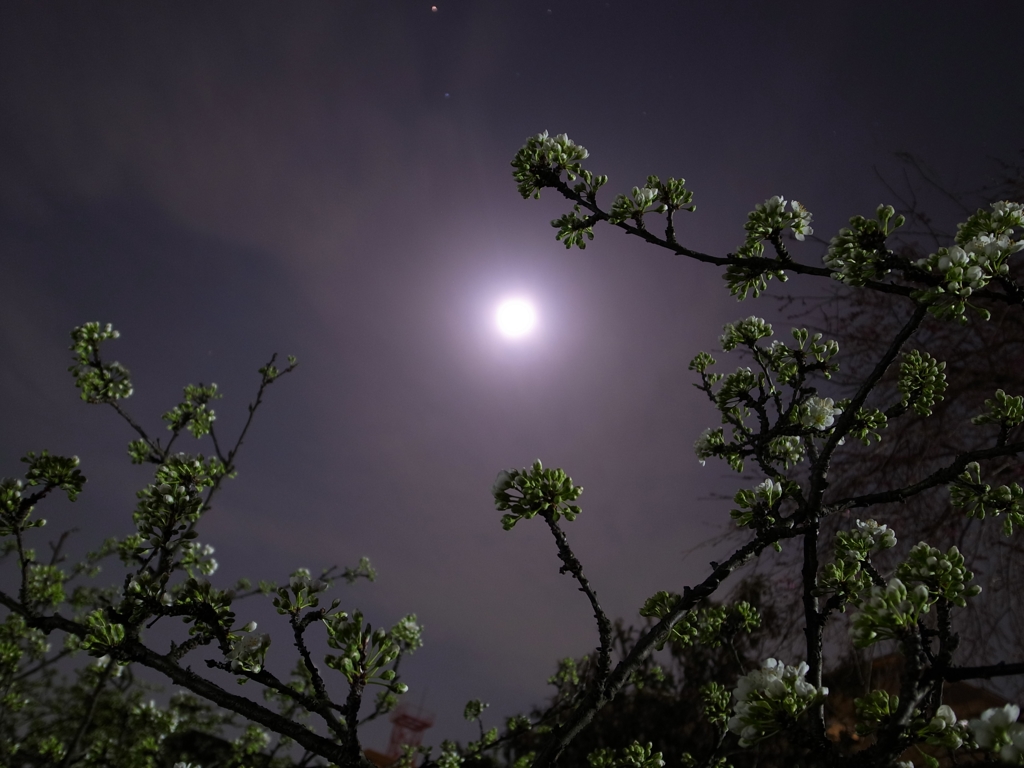 夜桜~月~