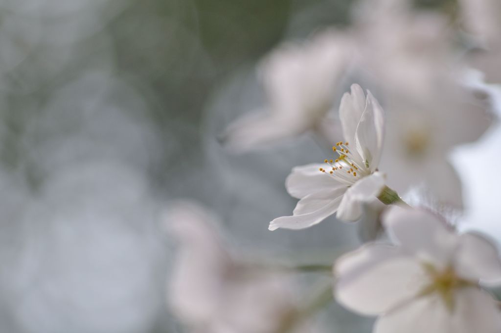 white&white