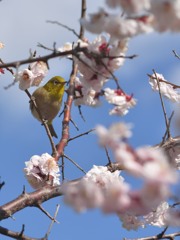 春はあっち？