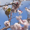 春はあっち？