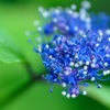 夏の花