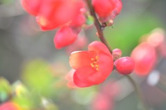 木瓜