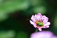 greensleeves