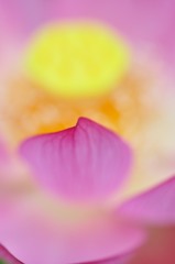 Lotus　Blossom