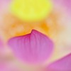 Lotus　Blossom