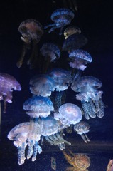 きのこたち