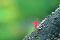 独り立ち