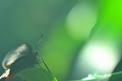 望郷①