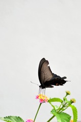 shiro crow