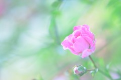 かわいいひと
