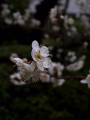 白梅