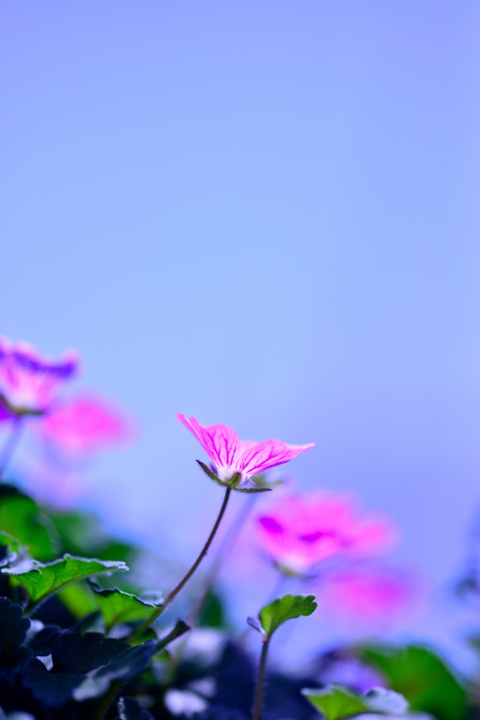 小さな花