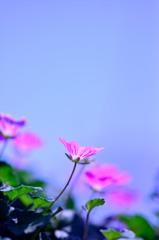 小さな花