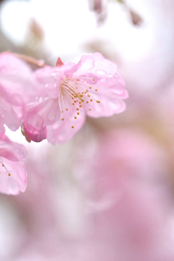 glasswork-河津桜-