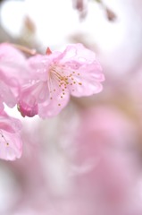 glasswork-河津桜-