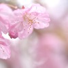 glasswork-河津桜-