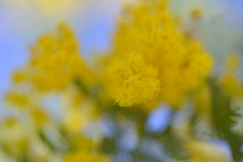 Mellow Yellow1