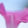 紫の鼎