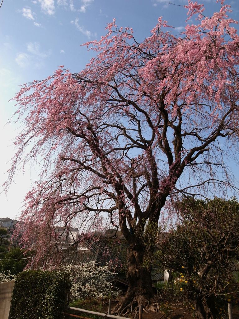 桜の花の満開の下