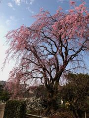 桜の花の満開の下