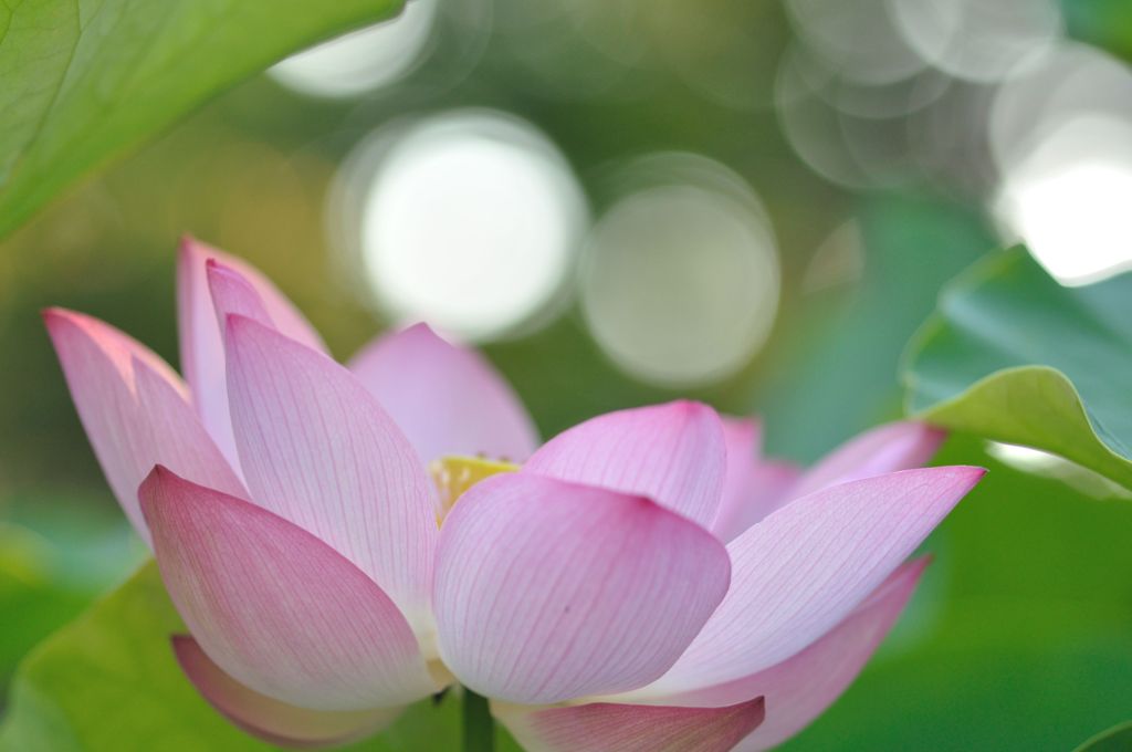 Lotus Blossom